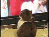 http://www.milbut.org/images/theyreWatchingMecat.gif
